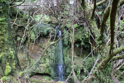 Terceira Island Whale Watching and Jeep Tour - The Lunch Stop: Homemade Food, Portuguese Wine, and Human-Scale Hospitality