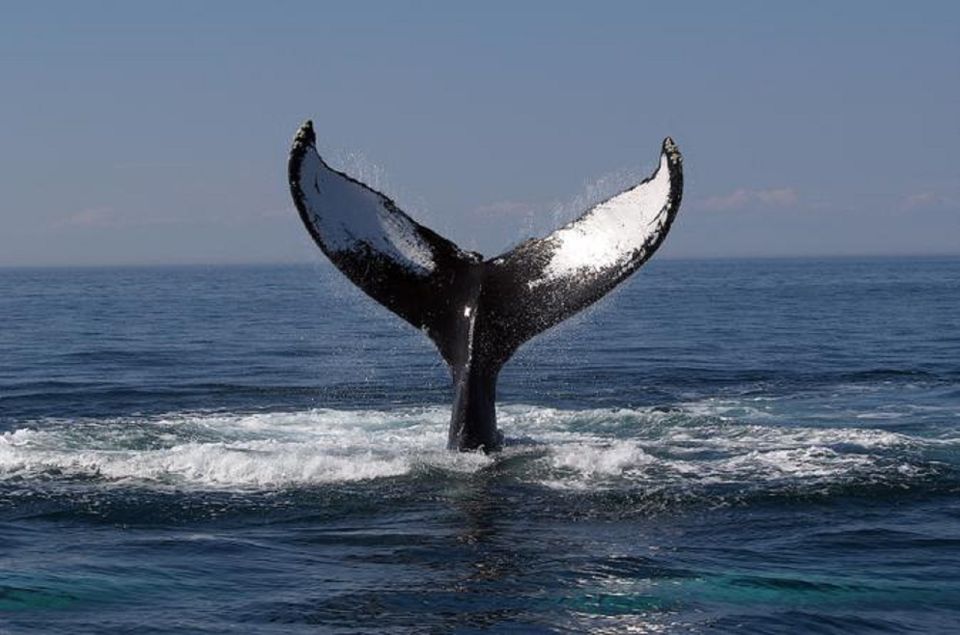 Terceira Island Whale Watching and Jeep Tour - Who This Tour Fits Best (and Who Should Skip It)