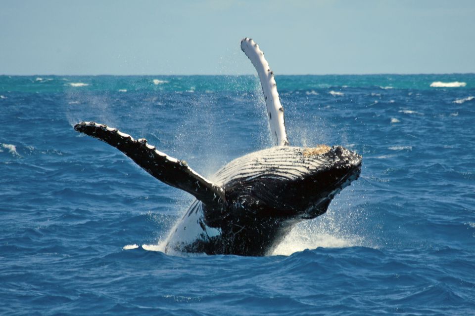 Terceira Island Whale Watching and Jeep Tour - Should You Book the Terceira Whale Watching and Jeep Tour?