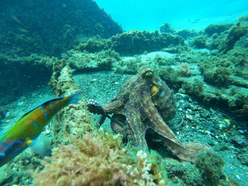 Terceira Island:Try Scuba in a Shipwreck-Archeological park - Tips to get the most out of your first shipwreck session