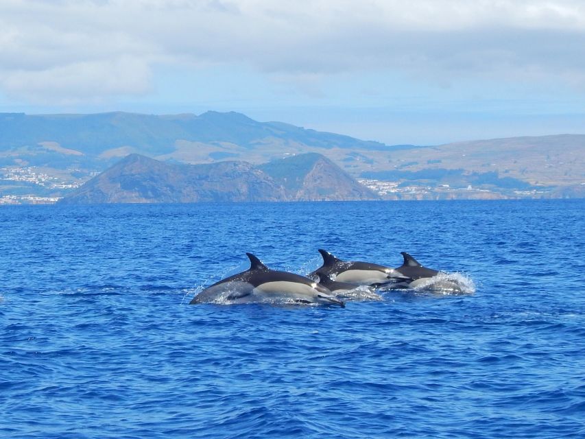 Terceira: Swimming with Wild Dolphins | Natural Habitat - Quick hits