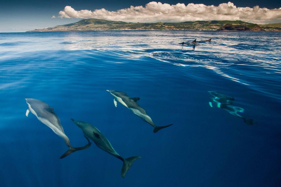 Terceira: Swimming with Wild Dolphins | Natural Habitat - What the dolphin search does (and why sightings aren’t 100% scripted)