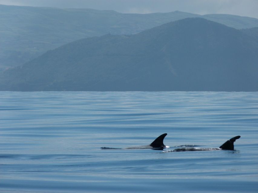 Terceira: Swimming with Wild Dolphins | Natural Habitat - The swim: equipment, small groups, and how safety plays out