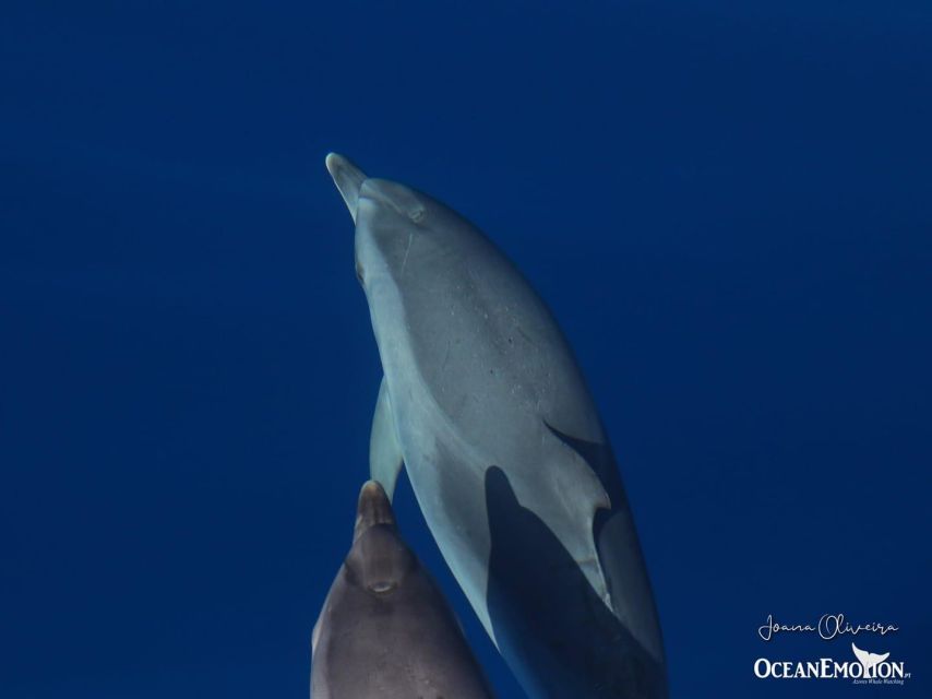 Terceira: Swimming with Wild Dolphins | Natural Habitat - OceanEmotion meeting point and getting ready fast