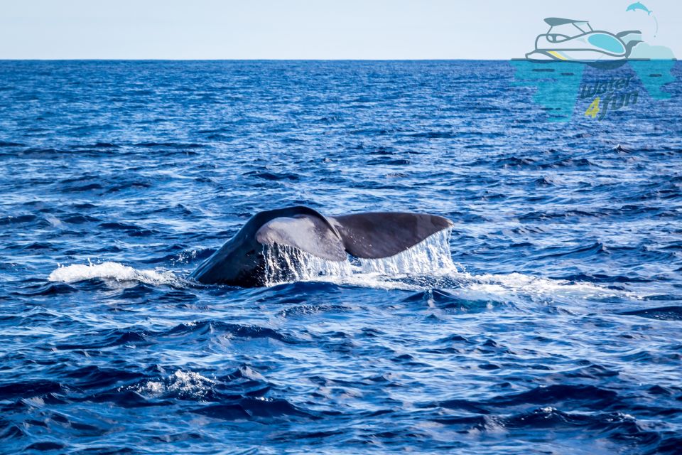 Terceira: Whale and Dolphin Watching in a Zodiac Boat - Key things to know before you go