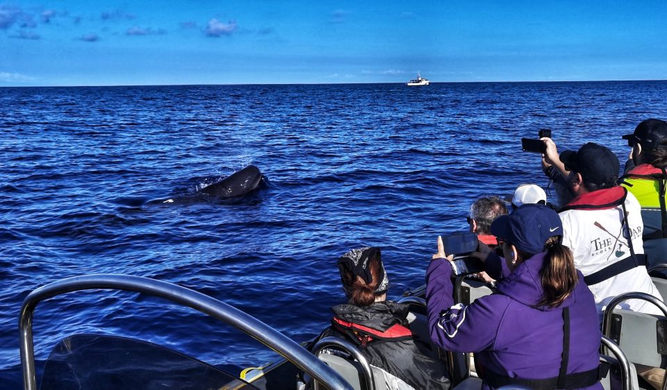 Terceira: Whale and Dolphin Watching in a Zodiac Boat - Terceira whale watching: why this part of the Azores works