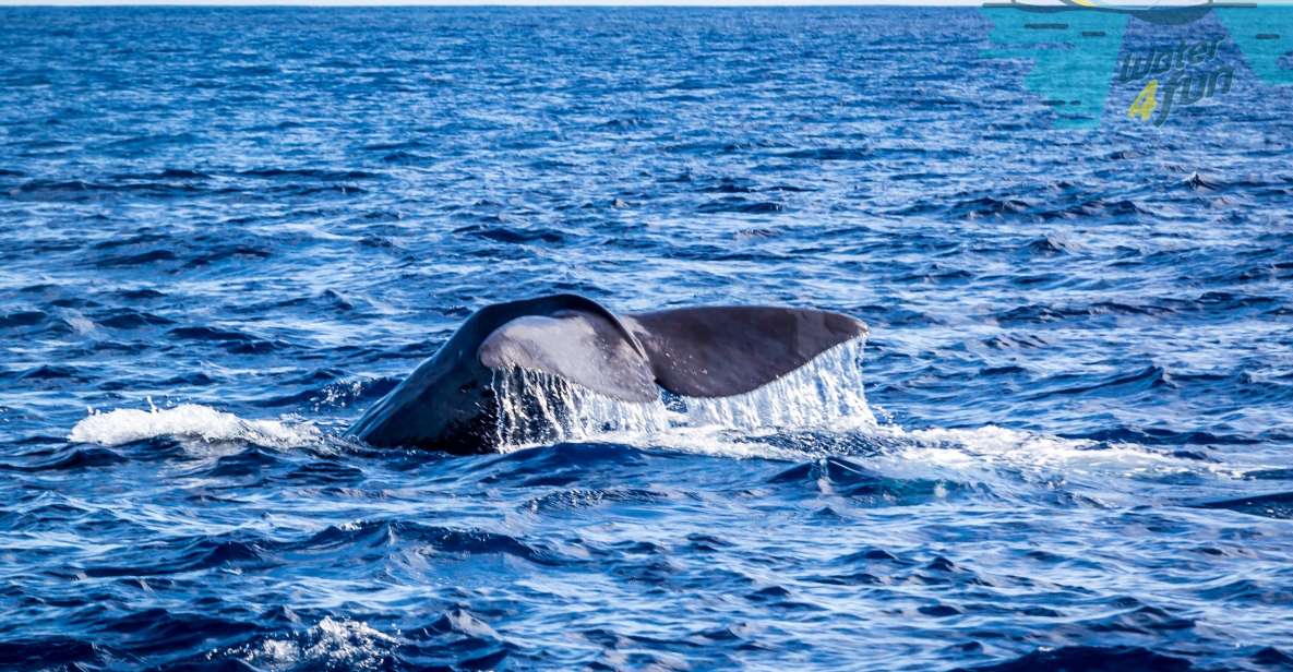 Terceira: Whale and Dolphin Watching in a Zodiac Boat - Meeting at Marina de Angra do Heroísmo: where the tour starts