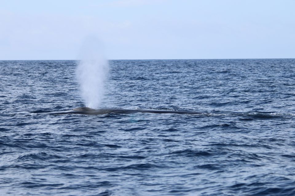Terceira: Whale and Dolphin Watching in a Zodiac Boat - Monte Brasil spotting: how the crew finds whales before you even see them
