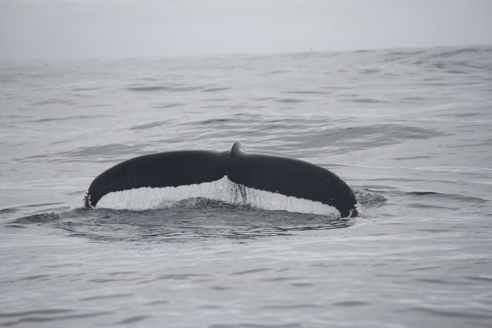 Terceira: Whale and Dolphin Watching in a Zodiac Boat - The wildlife you might spot (and what to look for)