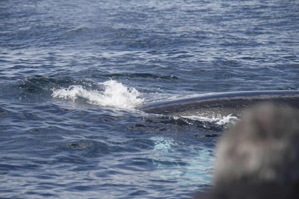 Terceira: Whale and Dolphin Watching in a Zodiac Boat - Learning aboard: why the guide’s explanation changes the value