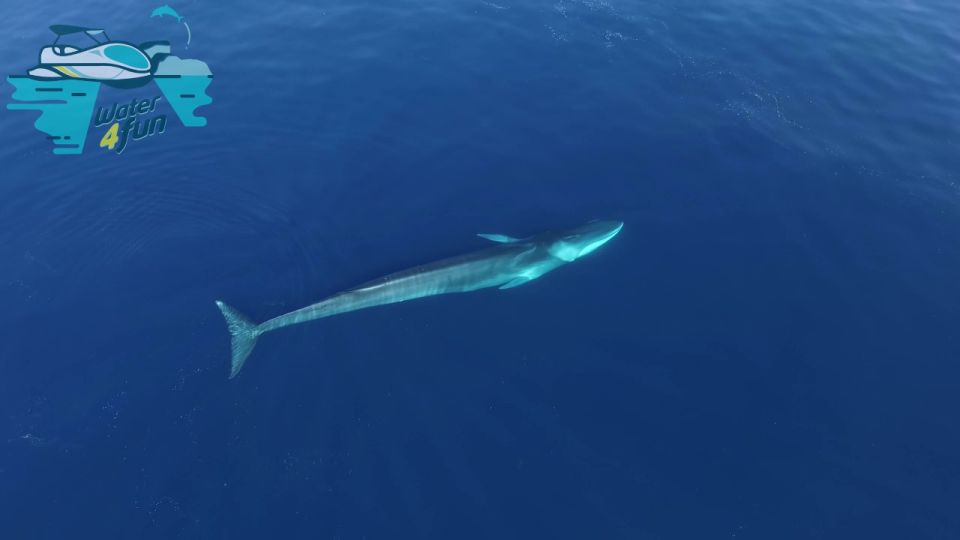 Terceira: Whale and Dolphin Watching in a Zodiac Boat - Safety and animal respect: the rules that make it feel right