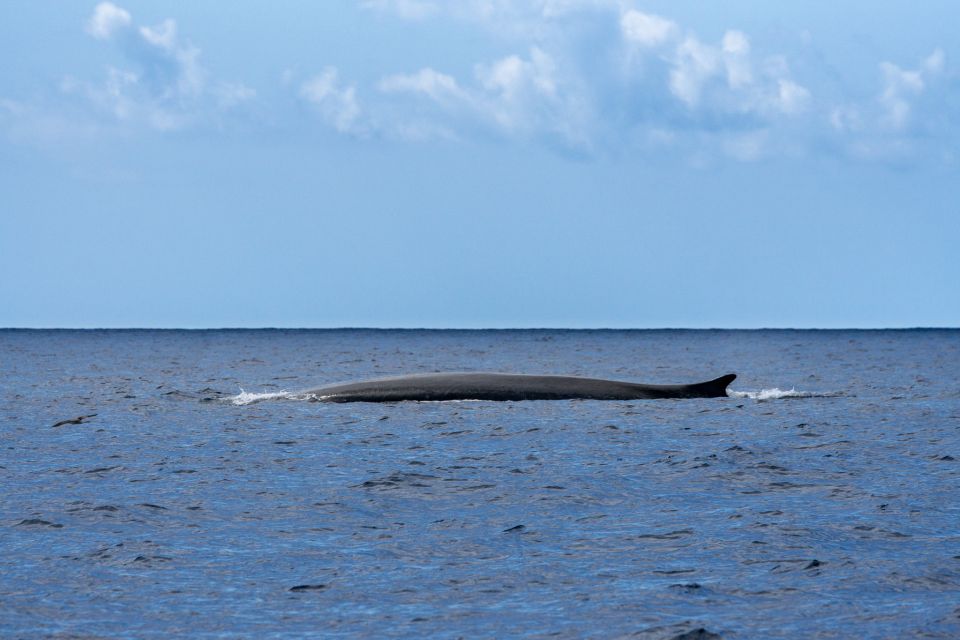 Terceira: Whale and Dolphin Watching in a Zodiac Boat - Comfort checklist: how to dress for a 2.5-hour Zodiac hunt