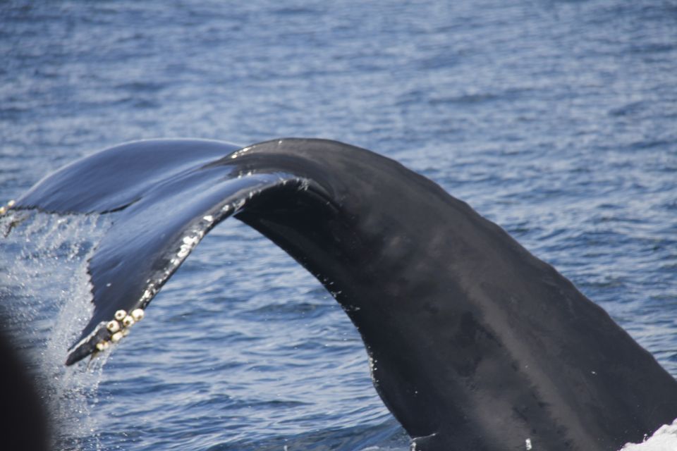 Terceira: Whale and Dolphin Watching in a Zodiac Boat - The Zodiac boat ride: fun speed, plus a few real-life trade-offs