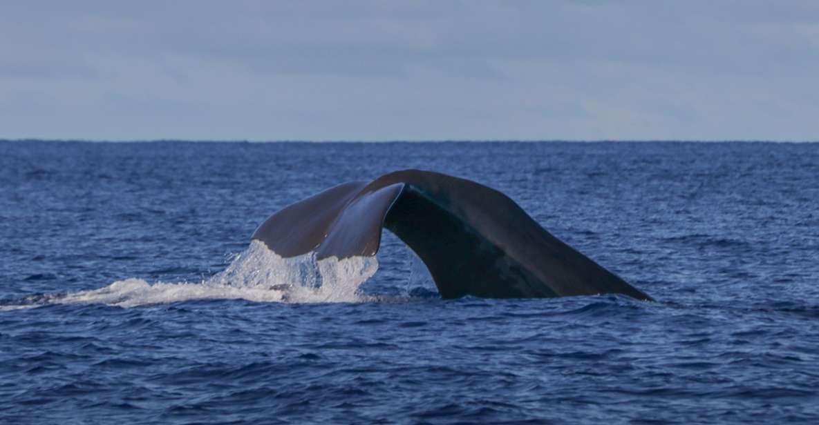 Terceira: Whale & Dolphin Watching | Best Wildlife Tour - Key highlights you’ll care about