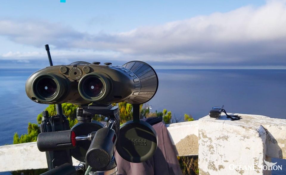 Terceira: Whale & Dolphin Watching | Best Wildlife Tour - Terceira in the Azores: why this region is built for whales and dolphins