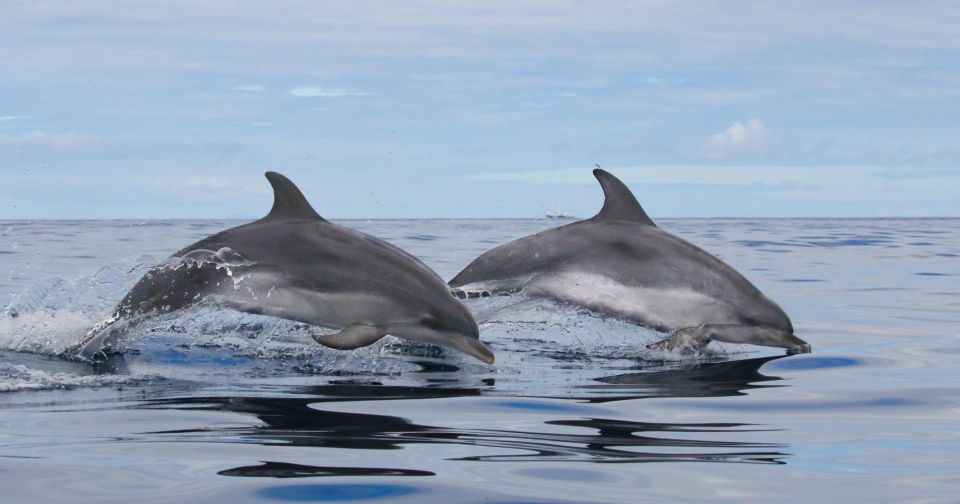 Terceira: Whale & Dolphin Watching | Best Wildlife Tour - What your 2.5 hours look like in real life