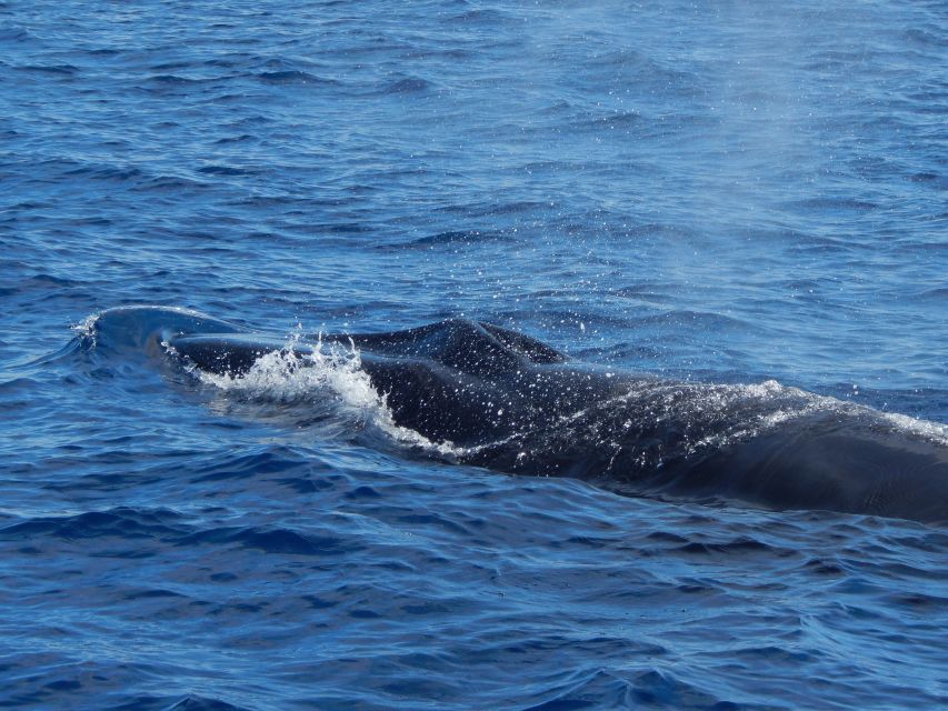 Terceira: Whale & Dolphin Watching | Best Wildlife Tour - What you can expect to see: dolphins vs whales (and the guarantee)