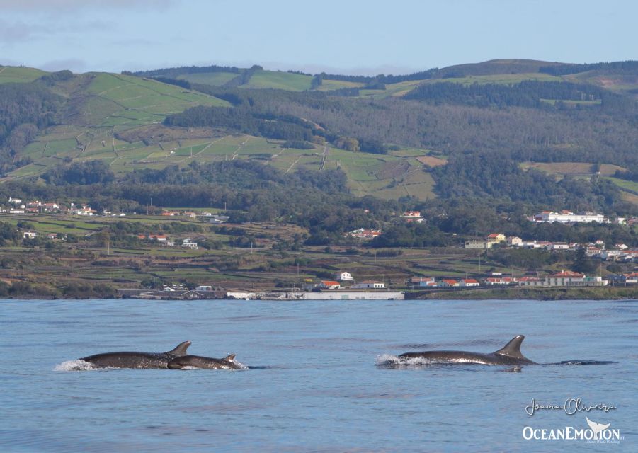 Terceira: Whale & Dolphin Watching | Best Wildlife Tour - The hydrophone: why this small tool can change the whole experience