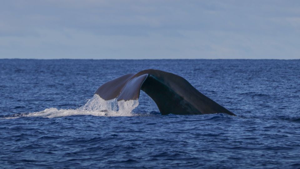 Terceira: Whale & Dolphin Watching | Best Wildlife Tour - Price and value: is $82 worth it in the Azores?
