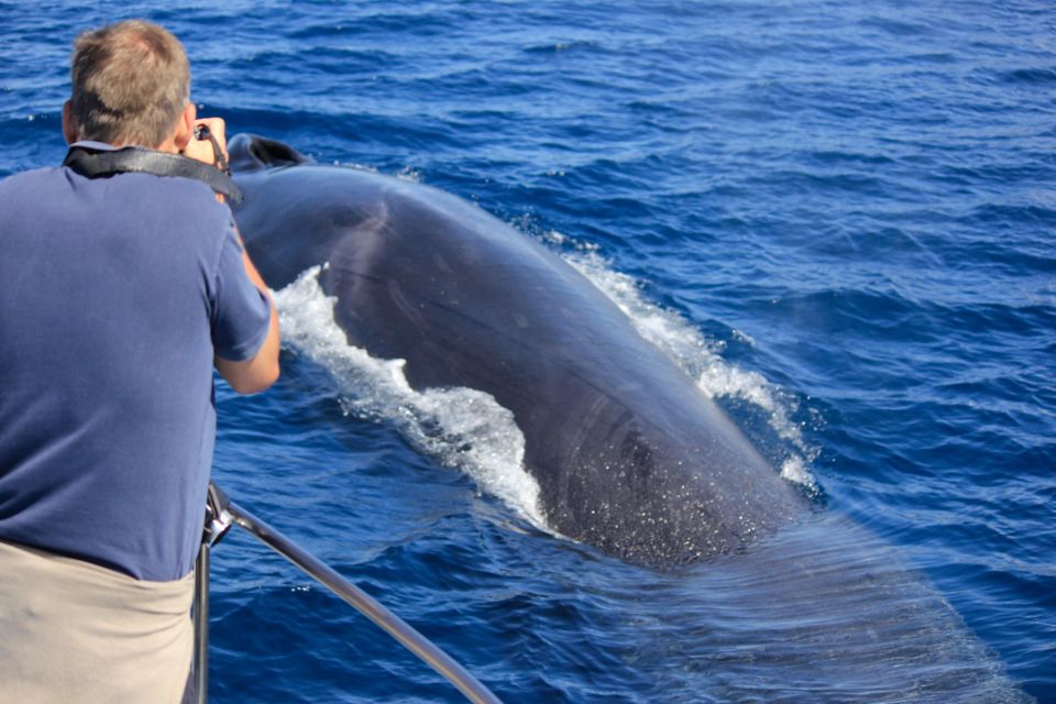 Terceira: Whale & Dolphin Watching | Best Wildlife Tour - How the lookout system improves your odds (and keeps things respectful)