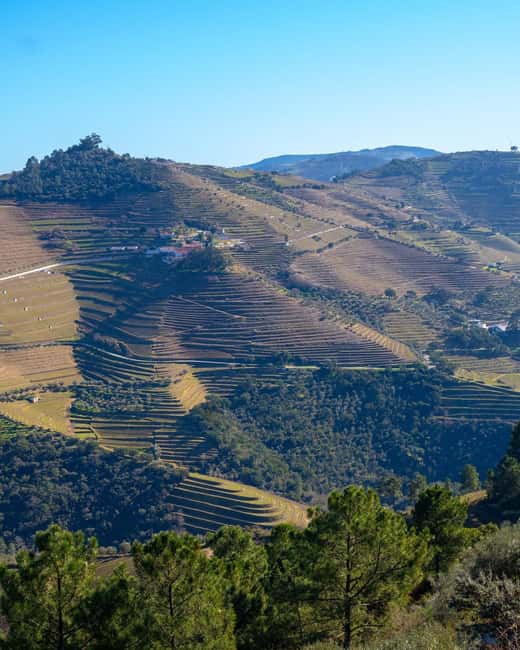 The Douro Valley Tour – Late Start Experience - Lunch Time in Peso da Régua: The Meal That Can Make or Break the Day