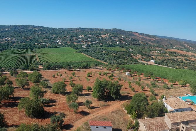 Tour & Wine tasting - Authentic Algarve Flavours by Quinta da Tôr - Price and pacing: a 90-minute wine break that doesn’t drag