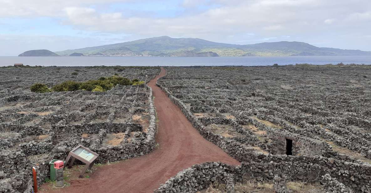Tours on Pico Island - Cultural and Natural Landscape - Key highlights worth planning around