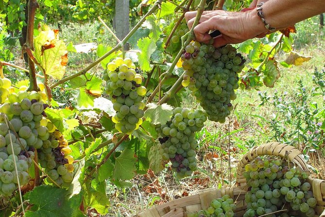 Traditional Cooking Class, Farm Tour & Lunch in the Douro Valley - Farm tour plus picking: where the ingredients come from