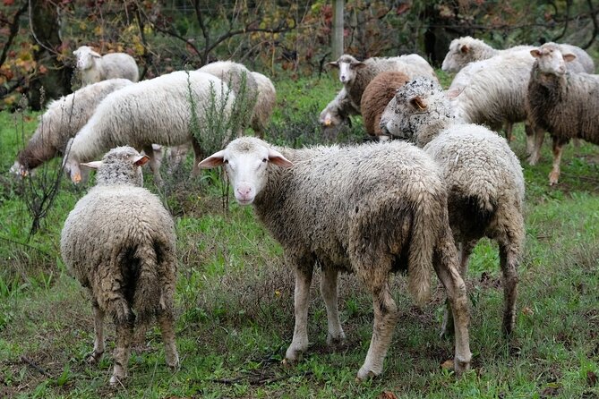 Traditional Cooking Class, Farm Tour & Lunch in the Douro Valley - Organic farming, resilience, and self-sustainability you can see