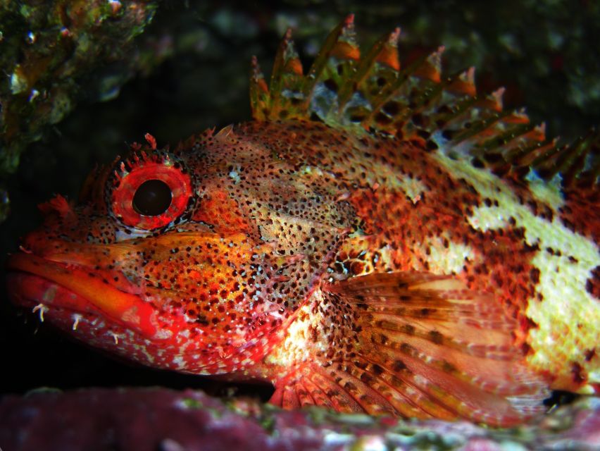 Vila Franca Do Campo: Introduction to Scuba Diving Tour - Meeting at the Marina de Vila Franca do Campo: start time and vibe