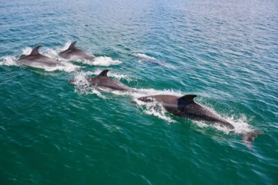 Vilamoura: Boat Tour Dolphin Quest & Marine Life Search - Where You Meet at O’Neills and What Happens Before You Go