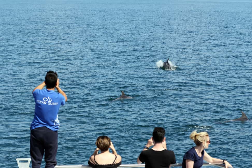 Vilamoura: Boat Tour Dolphin Quest & Marine Life Search - Dolphin-Welfare Rules and Marine Life Facts: What the Crew Adds Beyond Sightings