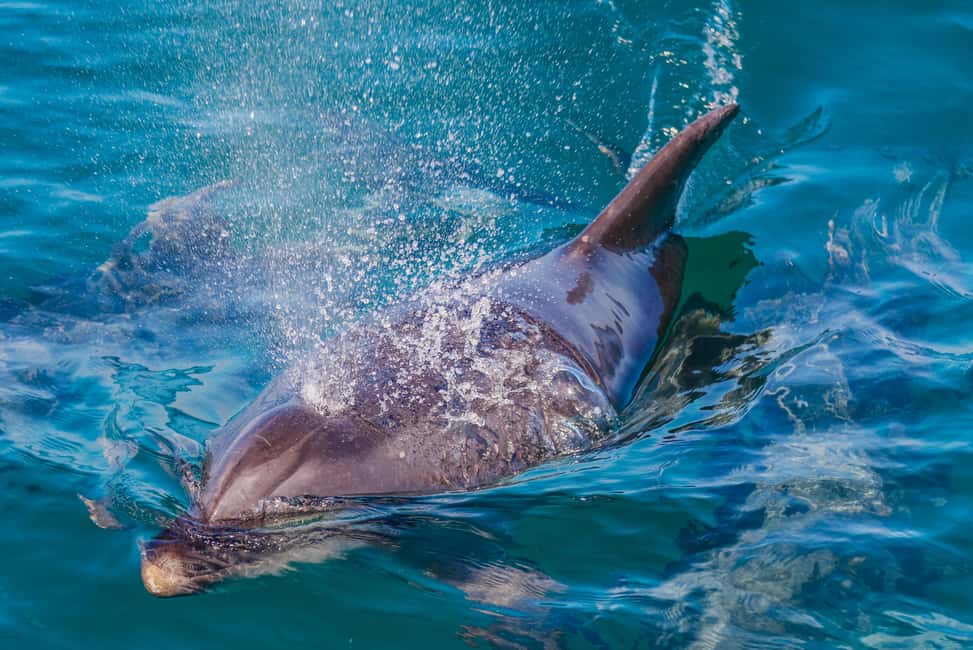 Vilamoura: Boat Tour Dolphin Quest & Marine Life Search - The Photo Stop and the Marina Moment: Why Early Time Matters