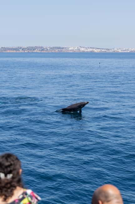 Vilamoura: Boat Tour Dolphin Quest & Marine Life Search - A Quick Reality Check: What If Dolphins Do Not Show?