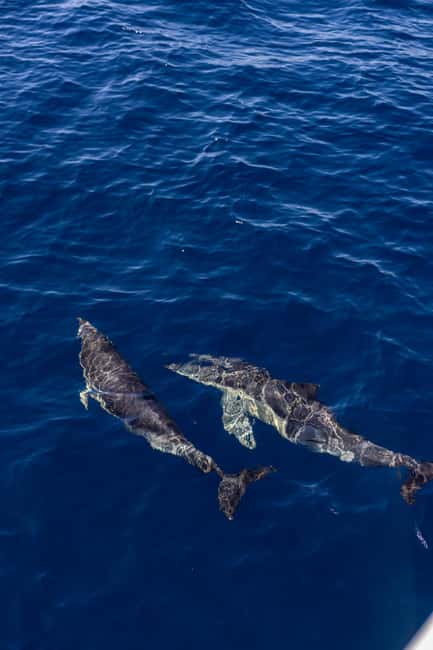 Vilamoura: Boat Tour Dolphin Quest & Marine Life Search - Should You Book Dolphin Quest Dolphin Quest & Marine Life Search in Vilamoura?
