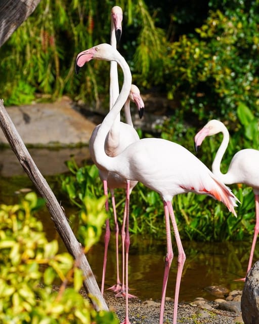 Visit to Madeira Bird Island - 50+ Exotic Bird Species Up the Hill