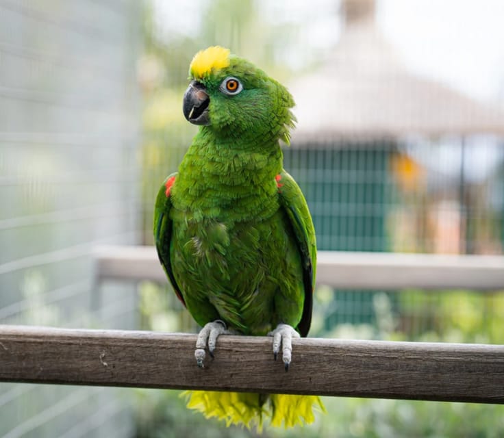 Visit to Madeira Bird Island - FAQ