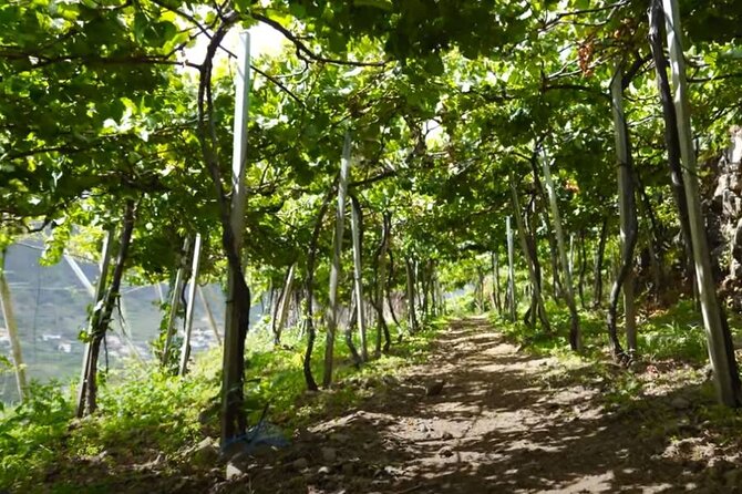 Visiting local Vineyard With Wine Tasting & Lunch included - Pickup at 9:00 and the small-group rhythm