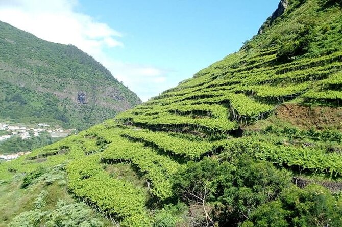 Visiting local Vineyard With Wine Tasting & Lunch included - São Vicente winery tour: enologist-led tasting and tapa time