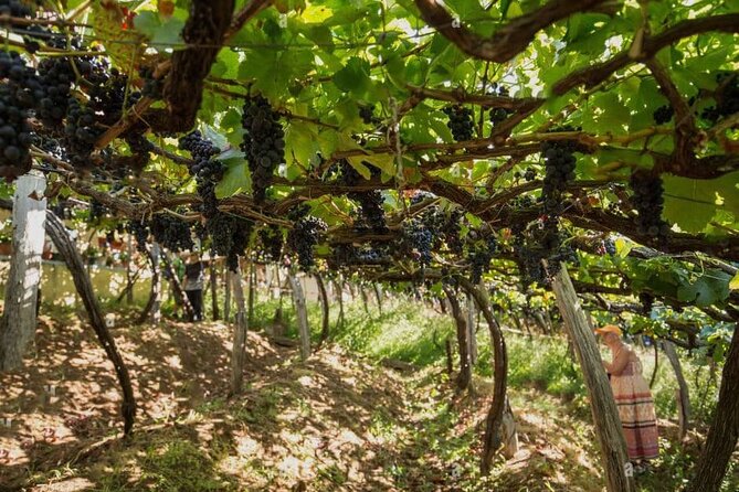Visiting local Vineyard With Wine Tasting & Lunch included - Lunch at a Madeira producer estate: pairing that actually clicks