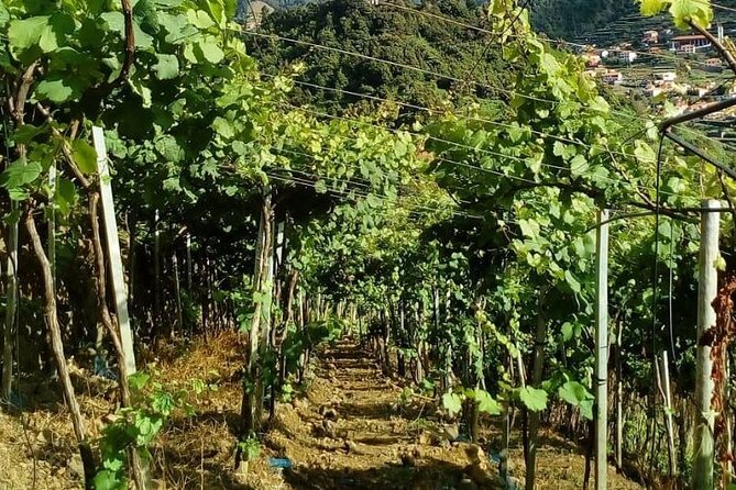 Visiting local Vineyard With Wine Tasting & Lunch included - Back to Câmara de Lobos: the 1850 lodge and fortified-wine finale