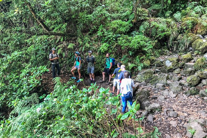 Walk with a local - Laurisilva forest time: why these laurel trees matter