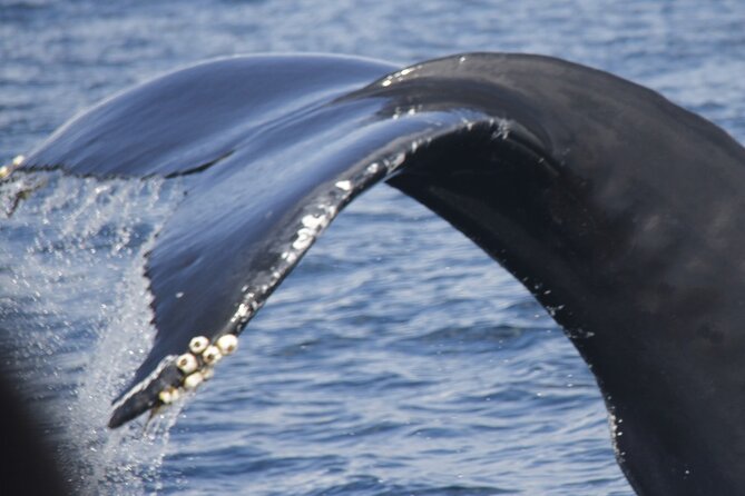 Watching whales and dolphins on Terceira Island - Key things that make this cruise worth your time