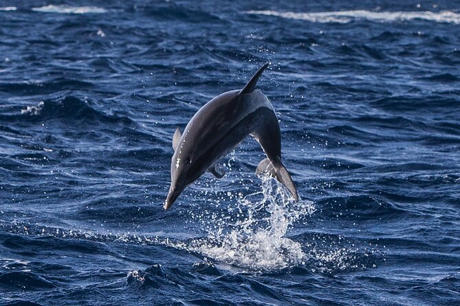 Watching whales and dolphins on Terceira Island - The 8:30 morning start at Water4fun (and why being early helps)