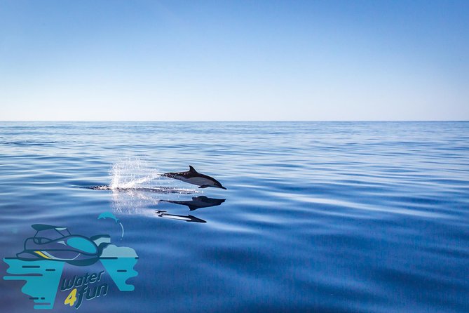 Watching whales and dolphins on Terceira Island - The small-boat experience: quick, safe, and easy to see
