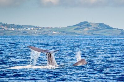 Watching whales and dolphins on Terceira Island - How the land Watchman system improves your odds