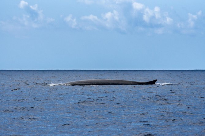 Watching whales and dolphins on Terceira Island - What you’re likely to see (and what you should not expect)