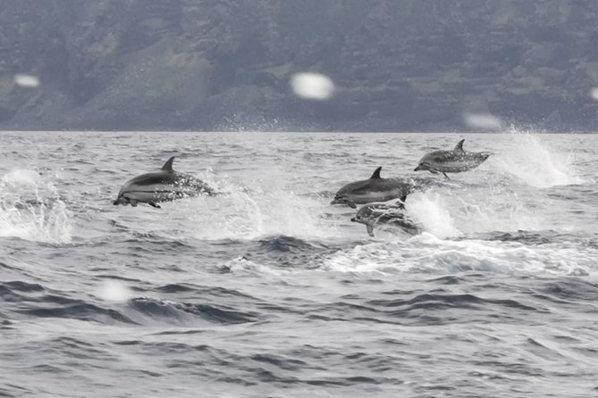 Watching whales and dolphins on Terceira Island - The 3-hour flow: how the search and sightings usually play out