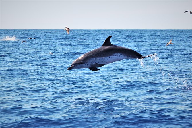 Watching whales and dolphins on Terceira Island - Price and value: why $78.64 can still be a smart deal