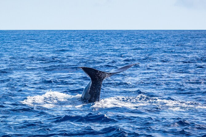 Watching whales and dolphins on Terceira Island - Safety, comfort, and what to bring for a bouncy morning